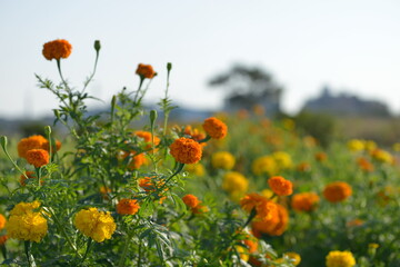 Obraz premium field of poppies