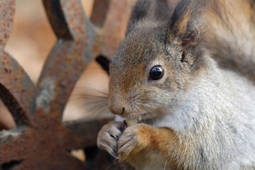 Red squirrel (Sciurus vulgaris) eating a peanut