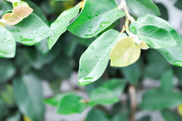 ficus pumila or climbing fig or MORACEAE and dew drop