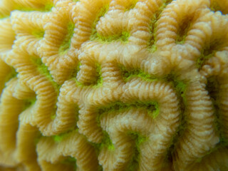 Bright inhabitants of the underwater world of the Red Sea, Hurghada, Egypt