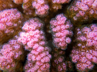 Fototapeta premium Bright inhabitants of the underwater world of the Red Sea, Hurghada, Egypt