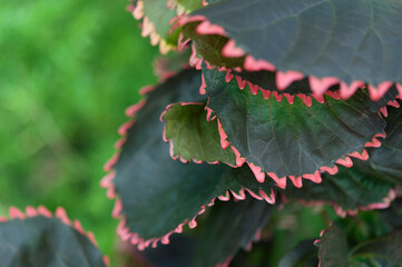 serrated edge leaves with pink-red detail