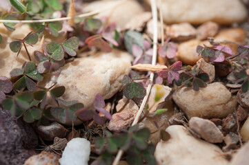 abstract background with small leaves (clover?)