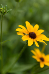 yellow flowers (rudbeckia) and young grasshopper