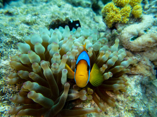 Bright inhabitants of the underwater world of the Red Sea, Hurghada, Egypt