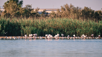 Group of pink flamingos in the Cabo de Gata salt flats, Almeria, Spain.