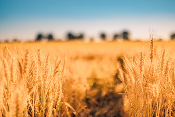 Field of wheat in summer. Beautiful nature background. Provence, France. Amazing nature closeup of blurred wheat field, dreamy landscape, warm sunset light. Golden bright countryside rural scenic