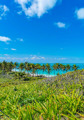 Fototapeta na wymiar Beautiful tropical natural beach and forest panorama Contoy island Mexico.