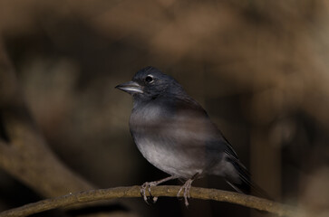 Gran Canaria blue chaffinch Fringilla polatzeki. Male between the vegetation. The Nublo Rural Park. Tejeda. Gran Canaria. Canary Islands. Spain.