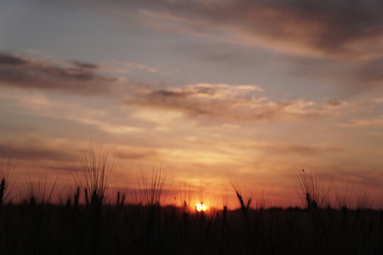 dawn. steppe. spikelets.