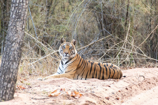 A sub-adult tiger cub walking on a forest track on a peak summer day inside Bandhavgarh National Park during a wildlife safari