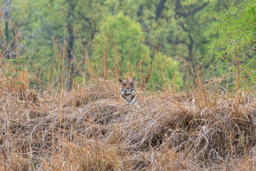 A sub-adult tiger cub walking on a forest track on a peak summer day inside Bandhavgarh National Park during a wildlife safari