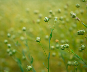 Green grass in sunshine close up