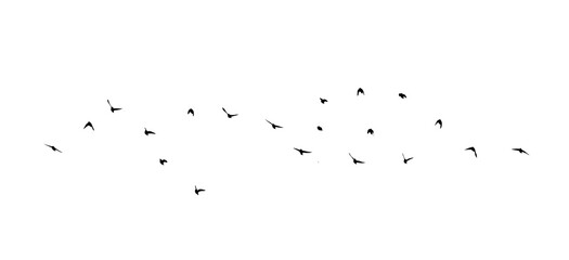 A flock of flying birds. Free birds. Vector illustration