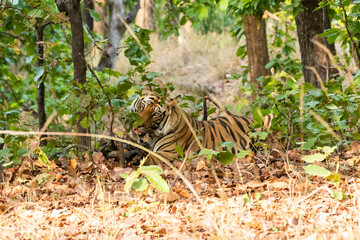 A sub-adult male tiger feeding on a dead carcass inside Bandhavgarh National Park during a wildlife safari