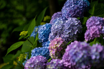 紫陽花