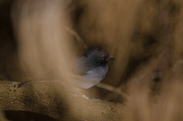 Gran Canaria blue chaffinch Fringilla polatzeki. Male hidden between the vegetation. The Nublo Rural Park. Gran Canaria. Canary Islands. Spain.