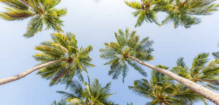 Abstract summer background of coconut colors leaves against bright sunset sky, low angle view of palm trees. Travel background concept, panoramic. Summer beach background, amazing holiday destination