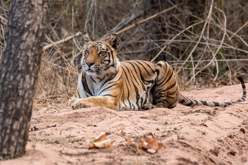 Fototapeta premium A Tigress sitting and relaxing on a forest track on a peak summer day inside Bandhavgarh National Park during a wildlife safari