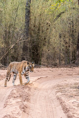 Fototapeta premium A dominant tigress walking on a forest track on a peak summer day inside Bandhavgarh National Park during a wildlife safari