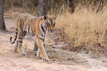 A dominant tigress walking on a forest track on a peak summer day inside Bandhavgarh National Park during a wildlife safari
