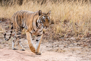 A dominant tigress walking on a forest track on a peak summer day inside Bandhavgarh National Park during a wildlife safari