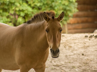 Obraz na płótnie Canvas Przewalski's horse close-up, horse looking at the camera, riding, herbivore 