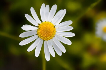 Obraz premium Wild chamomile flower on a green field close-up. Summer day.