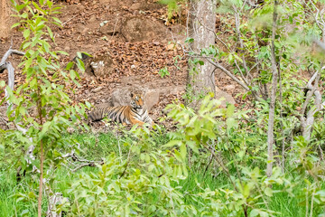 Naklejka na ściany i meble A dominant tigress relaxing below a tree on a peak summer day inside Bandhavgarh National Park during a wildlife safari