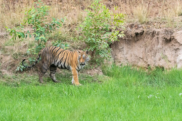 A sub-adult tiger cub walking on a forest track on a peak summer day inside Bandhavgarh National Park during a wildlife safari
