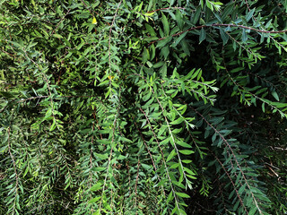 Photo of bushes.