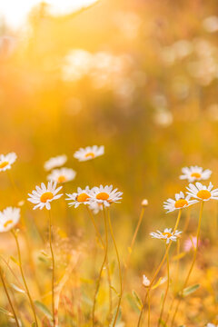 Fototapeta Beautiful nature flowers. Abstract sunset field landscape of grass meadow on soft green blue sunset sunrise time. Tranquil spring summer nature closeup chamomiles daisies blurred field background