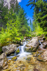Fototapeta na wymiar Beautiful close up ecology nature landscape with mountain creek. Abstract long exposure forest stream with pine trees and green foliage background. Autumn tiny waterfall rocks, amazing sunny nature