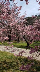 Fototapeta premium cherry blossoms in full bloom during winter in a park located in Campos do Jordão, Brazil.