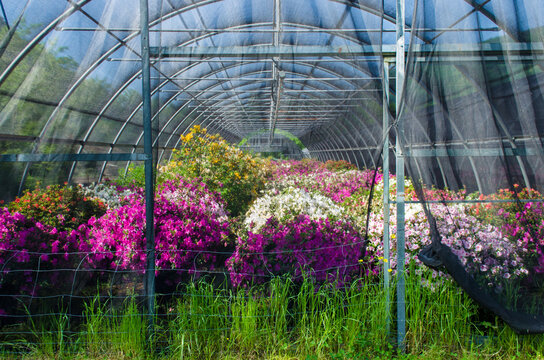 Una serra di azalee in fiore nella campagna vicino a Lucca