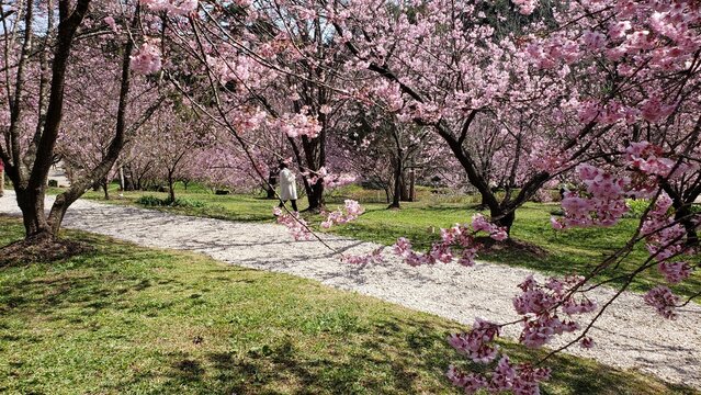 cherry blossoms in full bloom during winter in a park located in Campos do Jordão, Brazil.