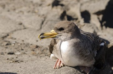 Juvenile cory's shearwater Calonectris borealis during a release. Gran Canaria. Canary Islands. Spain.