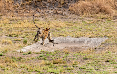 A sub-adult cub hunting a langur inside Bandhavgarh Tiger Reserve on a hot summer day during a wildlife safari