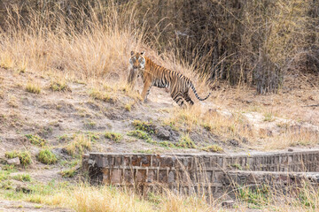 A sub-adult cub hunting a langur inside Bandhavgarh Tiger Reserve on a hot summer day during a wildlife safari