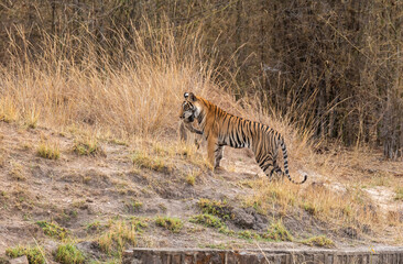 A sub-adult cub hunting a langur inside Bandhavgarh Tiger Reserve on a hot summer day during a wildlife safari