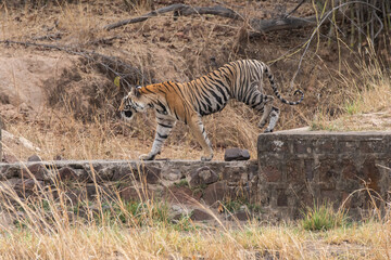 Naklejka na ściany i meble A sub-adult tiger cub walking on a forest track on a peak summer day inside Bandhavgarh National Park during a wildlife safari
