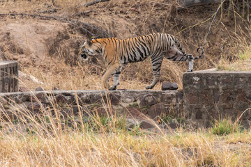 A sub-adult tiger cub walking on a forest track on a peak summer day inside Bandhavgarh National Park during a wildlife safari