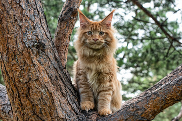 Naklejka na ściany i meble A lovely big red maine coon kitten sitting on a tree in a forest in summer.