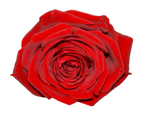 Red rose flower transparent PNG
