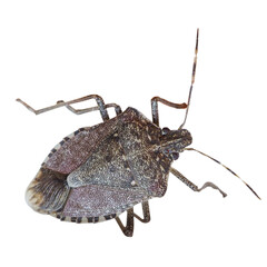 brown marmorated stink bug insect animal transparent PNG
