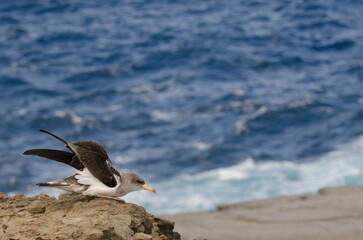 Juvenile cory's shearwater Calonectris borealis during a release. Gran Canaria. Canary Islands. Spain.