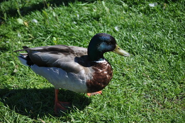 duck