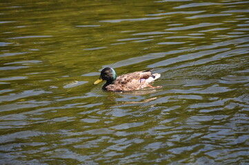 duck on the lake