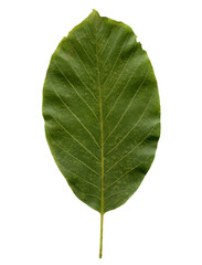 walnut tree leaf transparent PNG