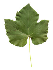 vitis tree leaf transparent PNG